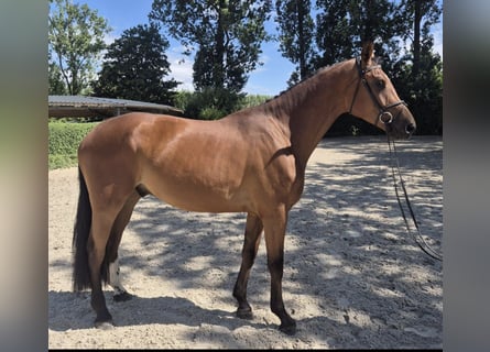 Brandenburger warmbloed, Ruin, 4 Jaar, 176 cm, Bruin