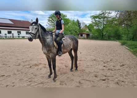 Brandenburger warmbloed, Ruin, 5 Jaar, 162 cm, Zwartschimmel