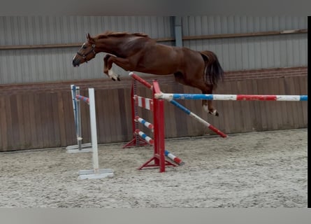Brandenburger Warmblut, Hengst, 3 Jahre, 170 cm