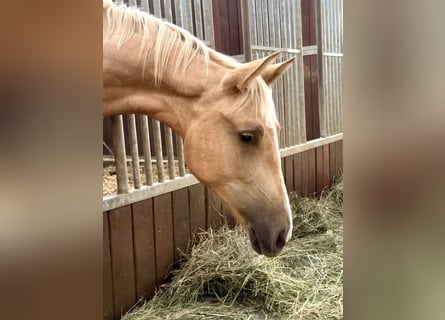 Brandenburger Warmblut, Stute, 1 Jahr, 168 cm, Palomino