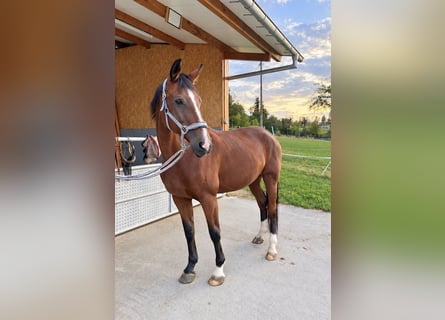 Brandenburger Warmblut, Stute, 20 Jahre, 175 cm, Brauner