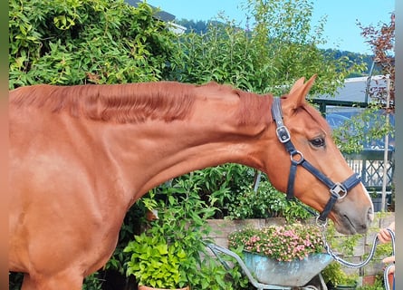 Brandenburger Warmblut, Stute, 4 Jahre, 168 cm, Fuchs