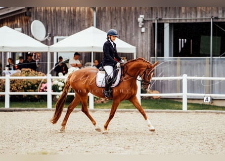 Brandenburger Warmblut, Stute, 4 Jahre, 168 cm, Fuchs