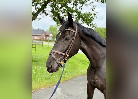 Brandenburger Warmblut, Stute, 4 Jahre, 168 cm, Rappe