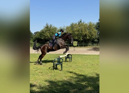 Brandenburger Warmblut, Wallach, 11 Jahre, 168 cm, Rappe