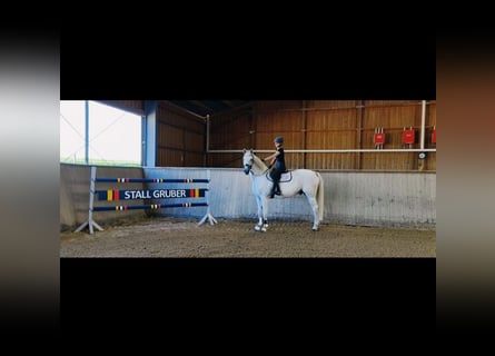 Brandenburger Warmblut, Wallach, 12 Jahre, 175 cm, Schimmel
