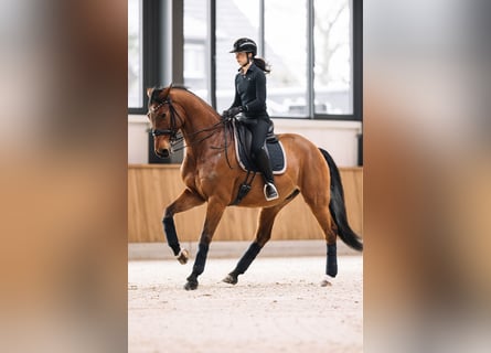 Brandenburger Warmblut, Wallach, 13 Jahre, 170 cm, Rotbrauner