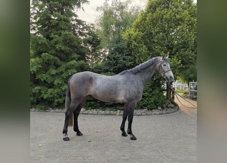 Brandenburger Warmblut, Wallach, 4 Jahre, 168 cm, Schimmel