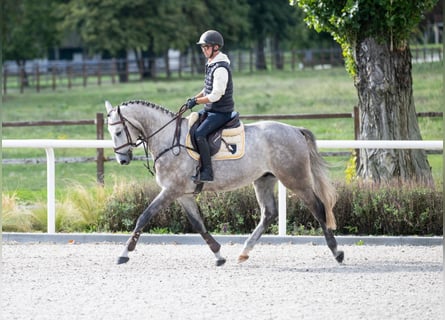 Brandenburger Warmblut, Wallach, 4 Jahre, 170 cm, Schimmel