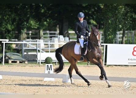 Brandenburger Warmblut, Wallach, 4 Jahre, 172 cm, Brauner