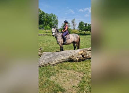 Brandenburger Warmblut, Wallach, 5 Jahre, 162 cm, Rappschimmel