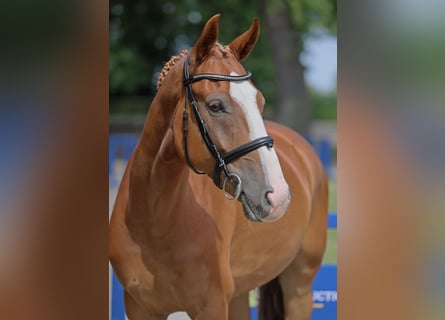 Brandenburger Warmblut, Wallach, 5 Jahre, 164 cm, Fuchs