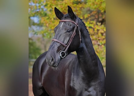 Brandenburger Warmblut, Wallach, 5 Jahre, 182 cm, Rappe