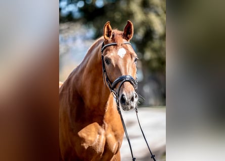 Brandenburger Warmblut, Wallach, 6 Jahre, 176 cm, Fuchs