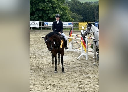 Brandenburger Warmblut, Wallach, 8 Jahre, 172 cm, Dunkelbrauner