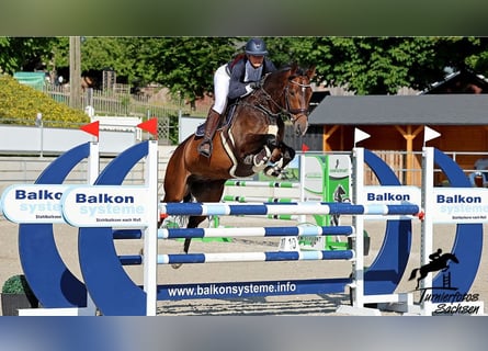 Brandenburger Warmblut, Wallach, 9 Jahre, Brauner