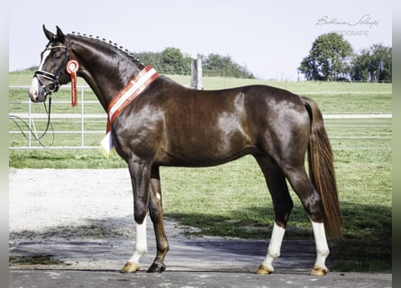 Hanoverian, Stallion, 5 years, 16,2 hh, Chestnut