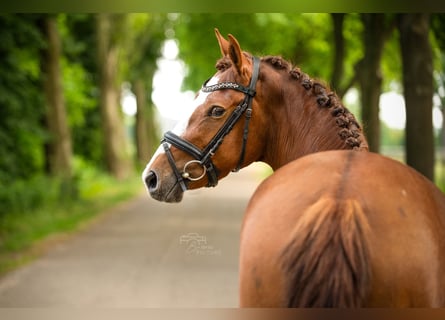 Breton Mix, Mare, 4 years, 14,1 hh, Chestnut-Red