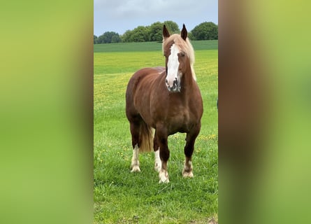Breton, Mare, 4 years, 15,2 hh, Chestnut-Red