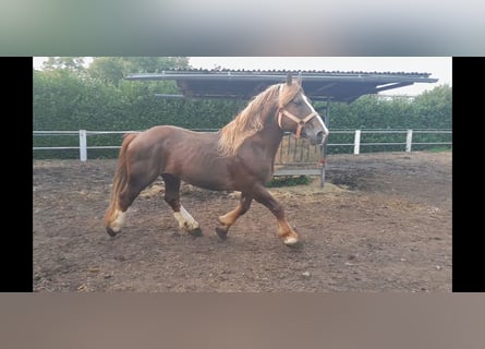 Breton, Stallion, 14 years, 15,3 hh, Chestnut-Red