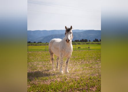 Bretone Mix, Castrone, 12 Anni, 160 cm, Grigio
