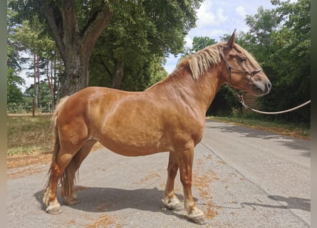 Bretone, Stute, 9 Jahre, 156 cm, Fuchs