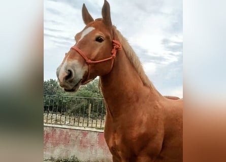 Bretone Mix, Wallach, 6 Jahre, 163 cm, Fuchs