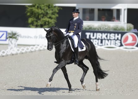 KWPN, Hengst, 18 Jaar, 177 cm, Zwart