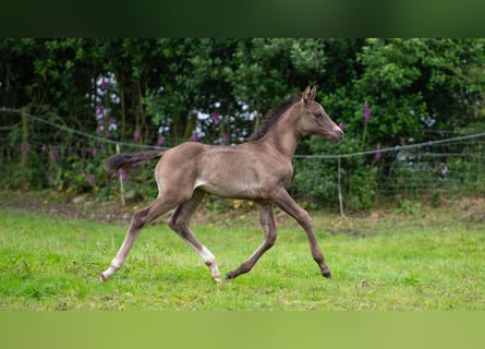 Britannique sang-chaud, Étalon, Poulain (06/2024), 168 cm, Bai brun foncé