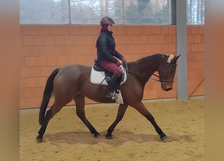 Britannique sang-chaud, Hongre, 5 Ans, 165 cm, Bai