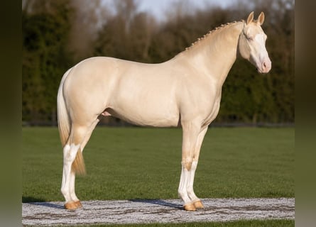 Britisches Warmblut, Hengst, 11 Jahre, 158 cm, Perlino