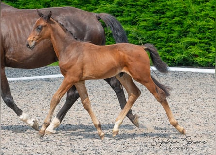 Britisches Warmblut, Hengst, Fohlen (05/2024), 170 cm, Rotbrauner