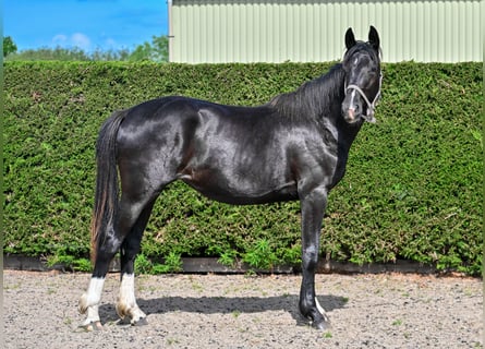 Britisches Warmblut, Stute, 2 Jahre, 164 cm, Rappe