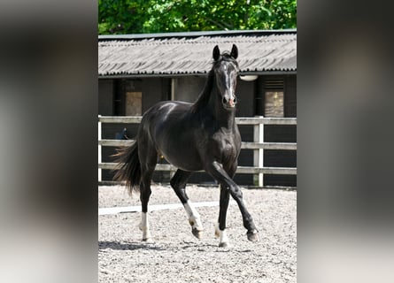 Britisches Warmblut, Stute, 2 Jahre, 164 cm, Rappe
