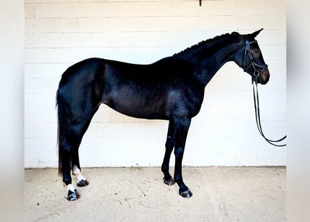 Britisches Warmblut, Stute, 4 Jahre, 161 cm, Rotbrauner