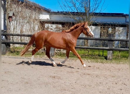 Britisches Warmblut, Stute, 4 Jahre, 166 cm, Fuchs