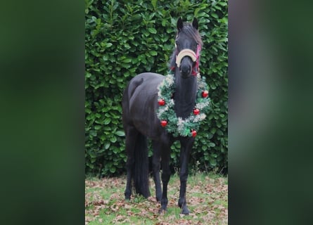 Britisches Warmblut, Stute, 6 Jahre, 137 cm, Rappe