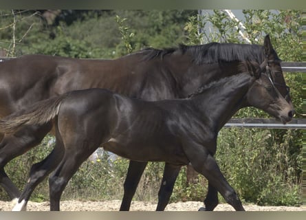 Britisches Warmblut, Stute, Fohlen (04/2023), 168 cm, Rotbrauner