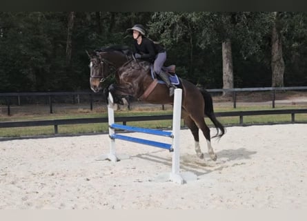 Britisches Warmblut, Wallach, 10 Jahre, 163 cm, Rotbrauner