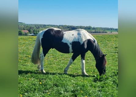 Britisches Warmblut, Wallach, 12 Jahre, 152 cm, Schecke
