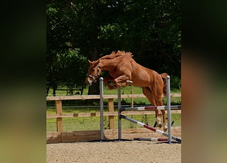 Britisches Warmblut, Wallach, 3 Jahre, 165 cm, Dunkelfuchs