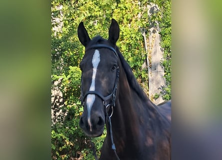 Britisches Warmblut, Wallach, 6 Jahre, 175 cm, Rappe