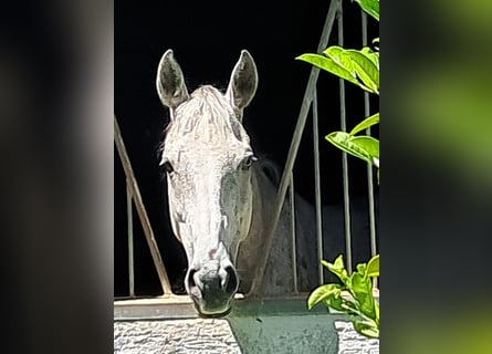British Warmblood, Gelding, 10 years, 16 hh, Grey-Fleabitten