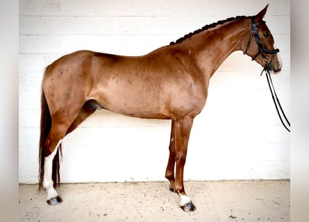 British Warmblood, Gelding, 6 years, 16.2 hh, Chestnut