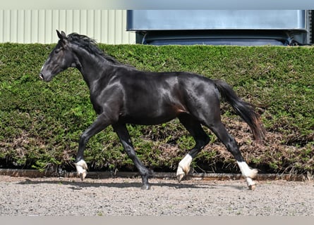 British Warmblood, Giumenta, 2 Anni, 164 cm, Morello