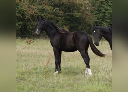 British Warmblood, Mare, 1 year, 16 hh, Black