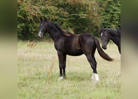 British Warmblood, Mare, 1 year, 16 hh, Black