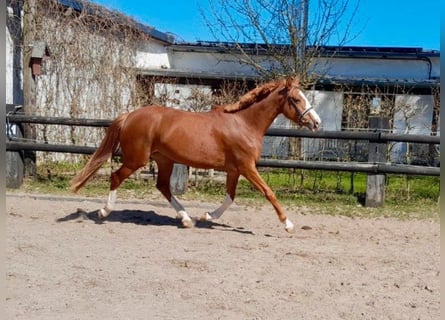 British Warmblood, Mare, 4 years, 16.1 hh, Chestnut-Red