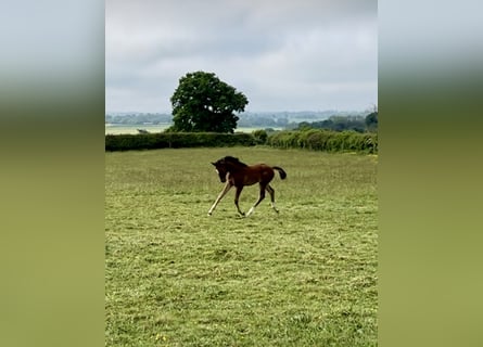 British Warmblood, Stallion, Foal (01/2024), 17 hh, Bay