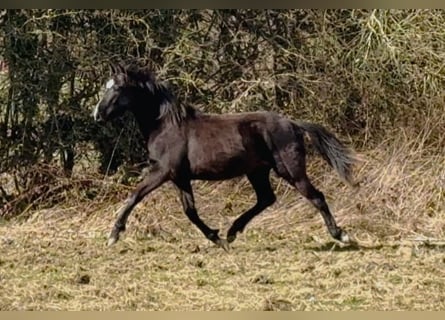 Brits warmbloed, Ruin, 2 Jaar, 172 cm, Zwart